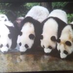 Muismat Pandaberen (uitsluitend geschikt voor lasermuizen) op=op